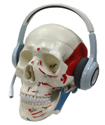 anatomy skull with headphones