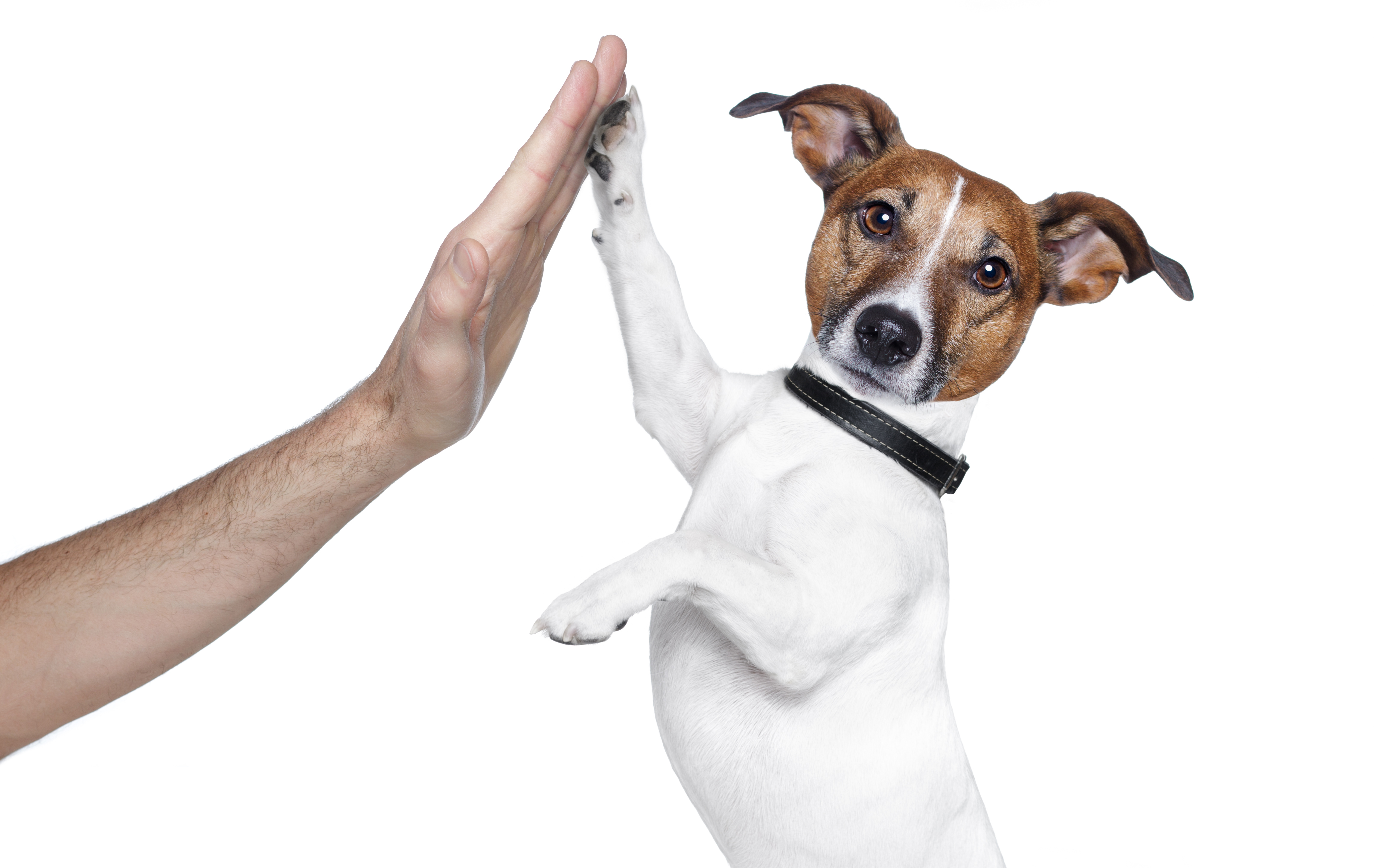 photo of a jack russell terrier dog giving someone a hi-five with their paw
