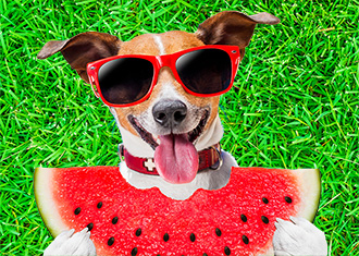 Dog Days of Summer events at the LSC-CyFair library in July!