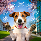 happy jack russell terrier with paws in the air and social media bubbles floating around