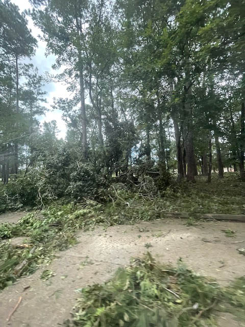 Storm damage to trees