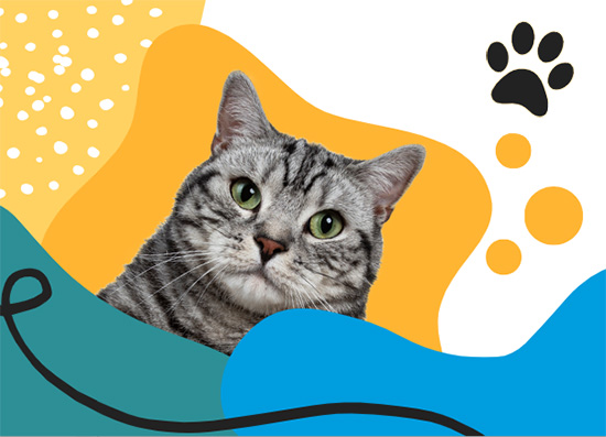 Learn about Houston’s Cat-caf scene in the June 17 L.I.F.E. program. 